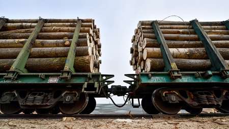 Прибыль от экспорта продукции белорусских лесхозов составила более 120 млн. долларов