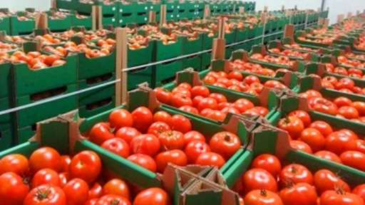 Россия ввела запрет на экспорт томатов и перцев из РБ
