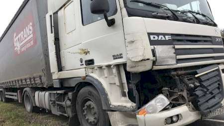 В Лидском районе дикий лось попал под грузовик DAF