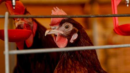 Беларусь ввела запрет на импорт птицы из трех регионов Великобритании