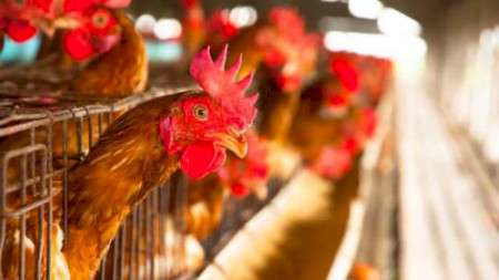 Беларусь вводит ограничения на импорт птицы из регионов Польши, Швеции, Бельгии и Хорватии из-за птичьего гриппа