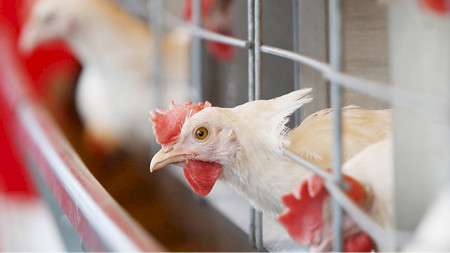 Беларусь вводит временный запрет на ввоз птицы из региона Франции из-за птичьего гриппа