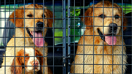 Райсуд Хельсинки наказал белорусского дальнобойщика за перевозку собак в «абсолютно ужасных» условиях