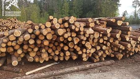 Организатор незаконного вывоза из страны 900 тонн леса может получить до 10 лет тюрьмы