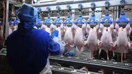 Ограничения экспорта мяса птицы связано не с птичьим гриппом, а с удовлетворением внутреннего спроса