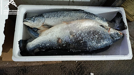 Лосось под видом макарон и колы. 14 тонн рыбы пытались незаконно вывезти в РФ.